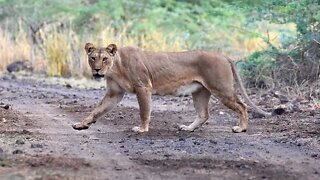 Rare Ethiopian Lion & Hamadryas Baboon | Ethiopia