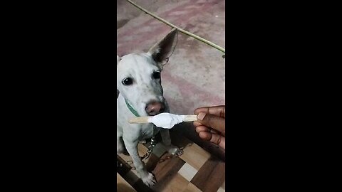 funny dog eating ice cream