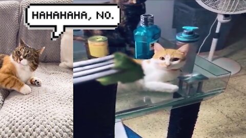 Funny situations for cats😂