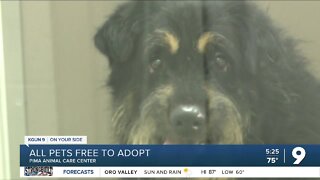 All pets free to adopt at PACC