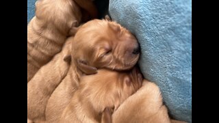 Golden Retriever puppies