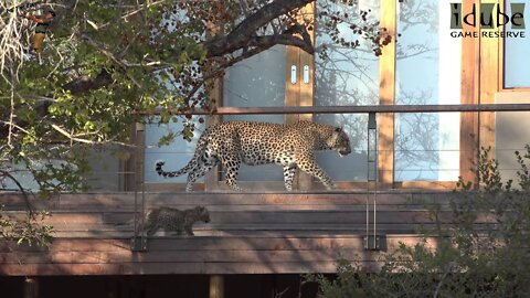 Leopard Family, Part 6