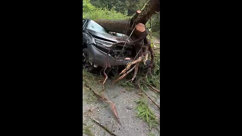 Couple killed by tree in their car