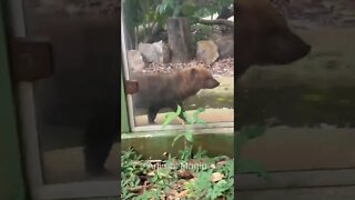 Cachorro Vinagre, Zoológico de Brasília