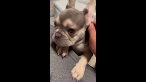 Gizmo the frenchie s darco tha bully