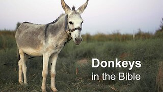 Sermon - Palm Sunday and the donkeys in the Bible