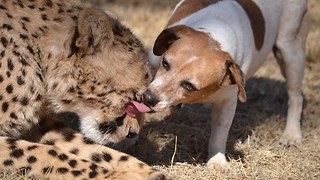 Rescue Dog Kisses Cute Cheetah