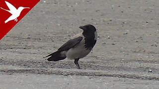 Hooded crow - Corvus cornix - Corneille mantelée - Corneja cenicienta