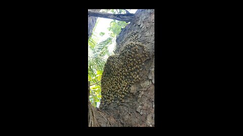 Parmelee Key Bees in trees