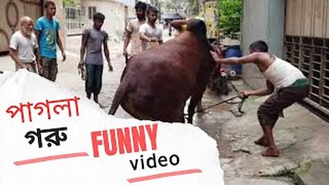 Cow funny video 2023