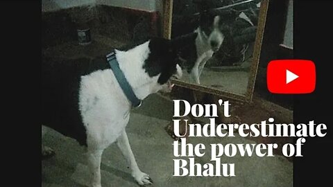 Dholi's First Reaction on Mirror | Aggressive Dog Mirror Prank 😜