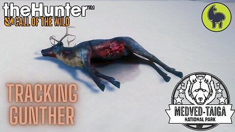 Tracking Gunther, Medved Taiga | theHunter: Call of the Wild (PS5 4K)