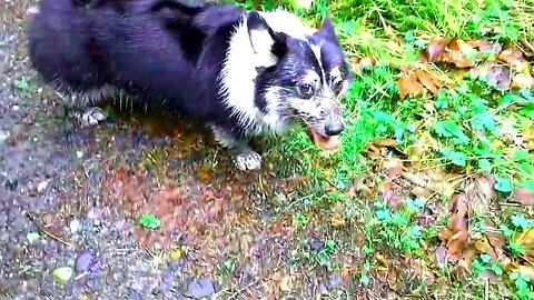 Winnie: Another hike, another mud bath