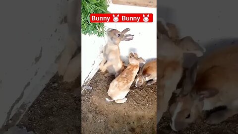 🐰 Bunny is soo Funny ☺ [ Cute Rabbit ] #shorts #youtubeshorts #animal #pets #bunny #rabbit #funny