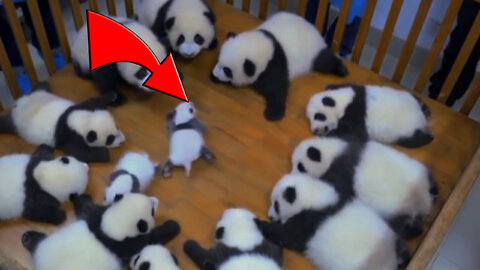 CUTE PANDA COMPILATION 🐼 PANDAS PLAIYNG ʕ•́ᴥ•̀ʔっ♡ Pandas fofos - filhotes de pandas