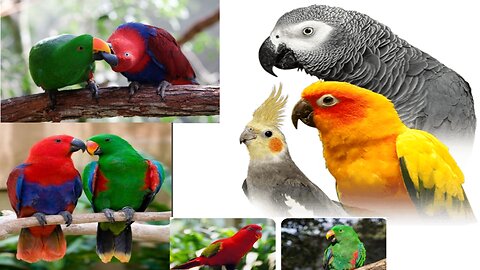 Colorful Birds In Forest Beautiful Parrots| wildlife Nature