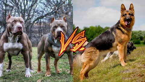 German Shepherd Attacks Pitbull [OFF LEASH DOG PARK] Part 1