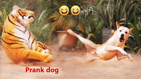 Dog's Mind Blown by Fake Lion and Tiger Prank - Watch Till the End!