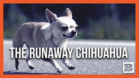 Staten Island Chihuahua Runs Wildly on Highway as Motorists Team Up to Catch It