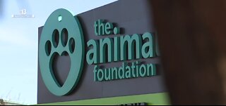 13 Investigates: Problems continue to plague The Animal Foundation