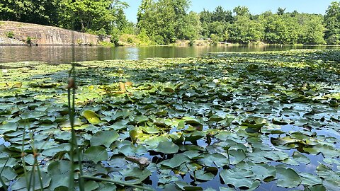 Barbour Pond. New Jersey.