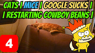 Cats | Mice | And Google Sucks | Restarting Cowboy Beans | Part 4