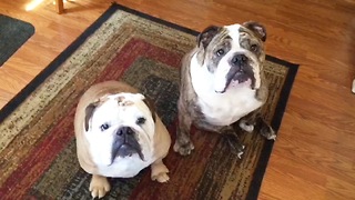 Two ADORABLE Bulldogs Enjoying Their Favorite Snack