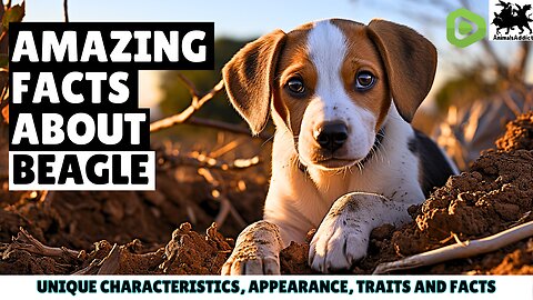 Amazing Facts About Beagle | Beagles Dog Facts, Traits & Appearance | Interesting Facts About Beagle