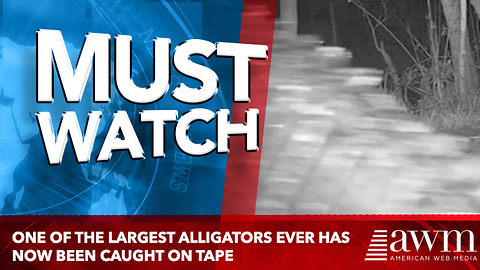 One Of The Largest Alligators Ever Has Just Been Caught On Tape For The First Time
