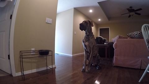 Hungry Great Dane emits river of drool