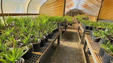 One propagation house at Raintree tropical nursery