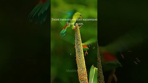 Parrots Facts #Birds Facts