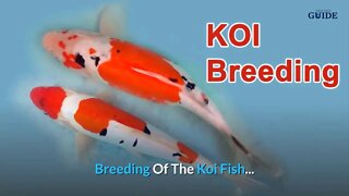 How Long Do Koi Fish Live? ~ Educational | Find Out So You Can Breed Koi