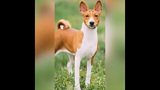 Did you know this about Basenji? #shorts