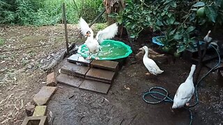 Ducks and their pond, 28th January 2021