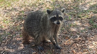 Dirty Raccoons Visiting our RV and Ask for Food