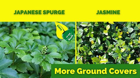 MORE GROUND COVERS | Japanese Spurge & Jasmine