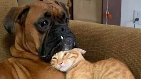 Best Funny Animal Videos 2023 - Funniest Cats And Dogs Video - Part - 99