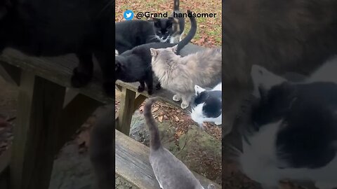 Hungry Farm Cats SWARM! [adorable cat shorts] #kittens #cats #rescuecat