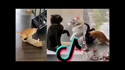 Tiktok Viral Real Cats Fighting 😂 Compilation - Funny Cat Video