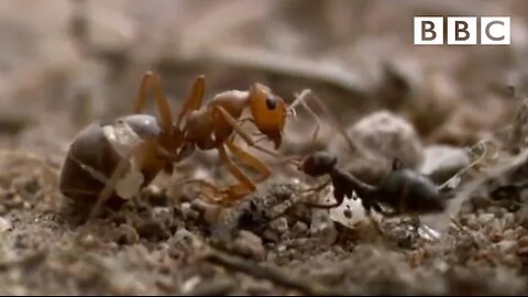 Ant colony raids a rival nest / Natural World - Empire of the Desert Ants - BBC