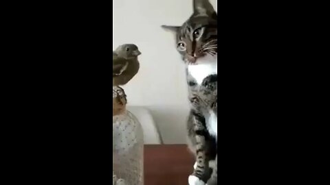 cute cat pamper the cute Sparrow 🥰