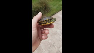 Little turtle rescue & release