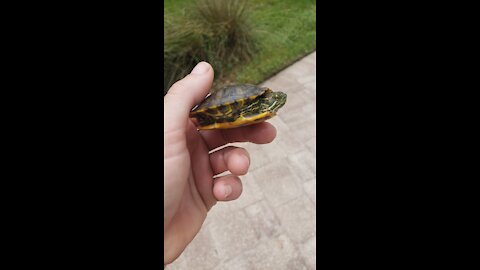 Little turtle rescue & release