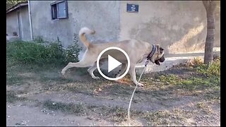 4*4 Giant Anatolian Shepherd Dog