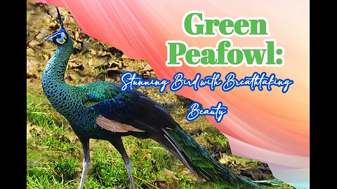 Green Peafowl: Stunning Bird with Breathtaking Beauty