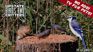 Upstate Birds And Critters: Ep 45 — 100323 [ No ads ] Cat And Dog TV