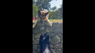 German Shepherds rock climbing snake skin encounter