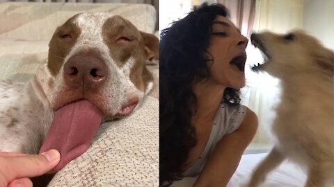 Funniest Dogs will make you laugh all day long