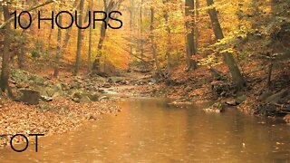 Autumn Rain in the Forest | Rain, Water and Forest sounds for sleeping| relaxing| studying| 10 Hours